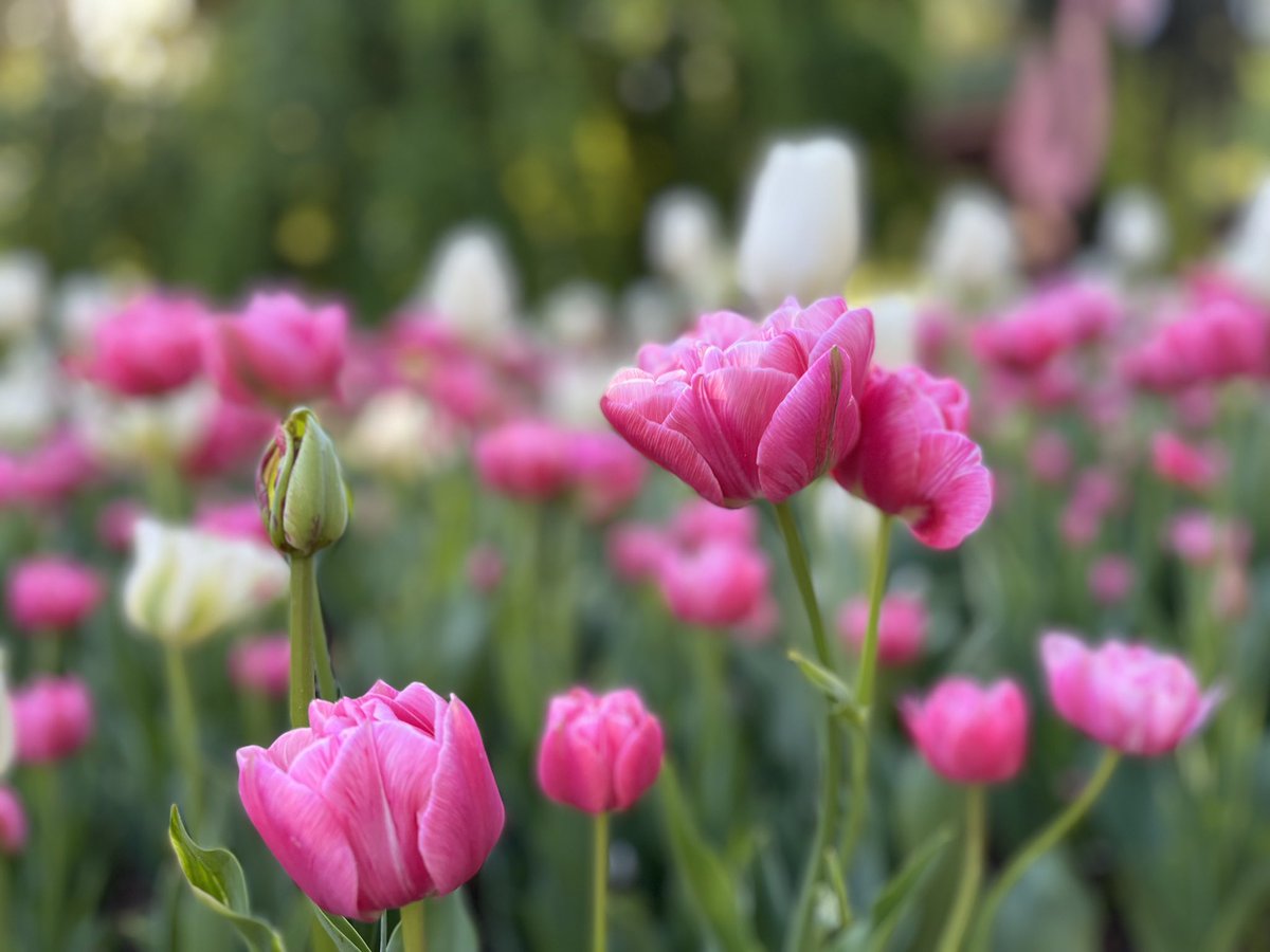 ErinPant's tweet photo. Tuesday morning tulips at Brookside Gardens. 🌷 https://t.co/tkPHNptipy