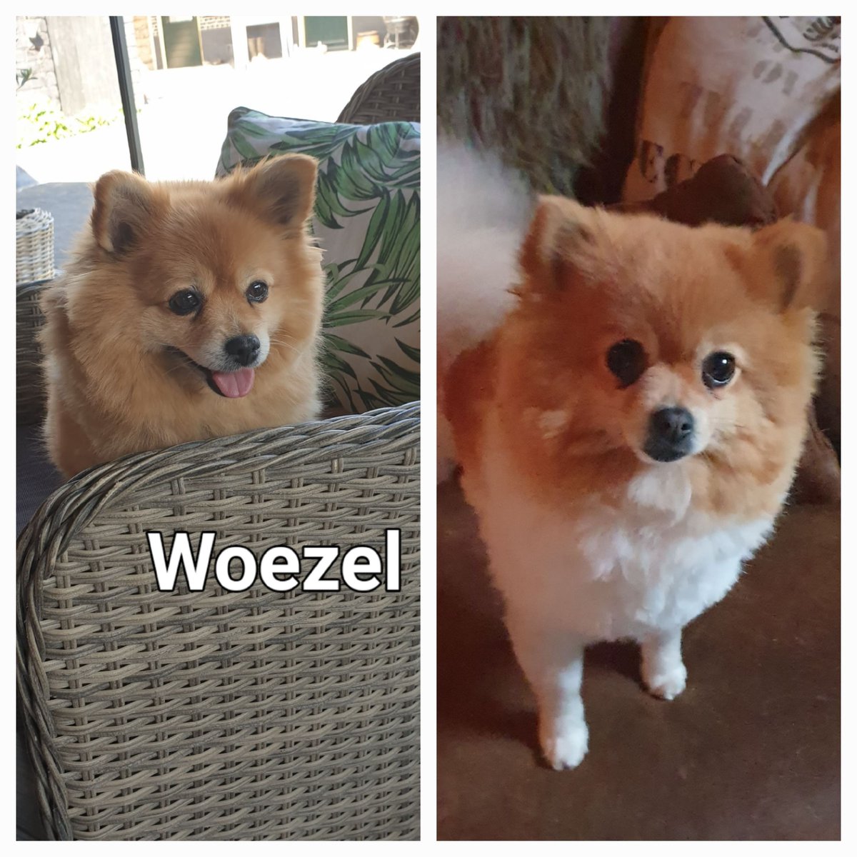 Nieuwe aanmelding: Woezel 

Geslacht: Teef &amp; Teef
Leeftijd: 0 jaar &amp; 0 jaar
Locatie: Nuenen, Noord-Brabant (NL)

Link: herplaatsing-huisdieren.nl/huisdier_bekij…