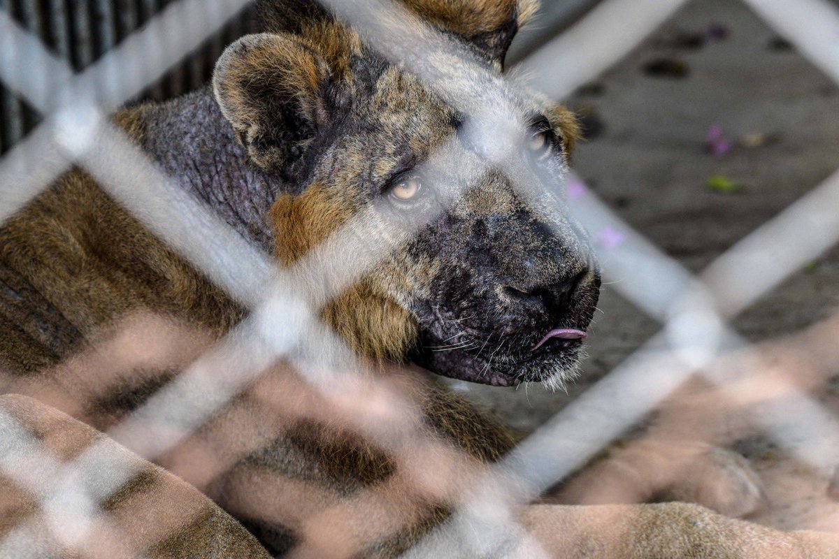 iamhamzaabbasi's tweet photo. If #NoorJehan’s  suffering was not enough, these r the lions of Karachi Zoo. Plz raise ur voice to close all Zoos in Pak &amp; transfer these animals to thr natural habitat. The suffering of these animals is unnecessary &amp; can be easily ended. Pic by @tapujaveri #CloseAllZoosInPak https://t.co/WATeYVAy4Q