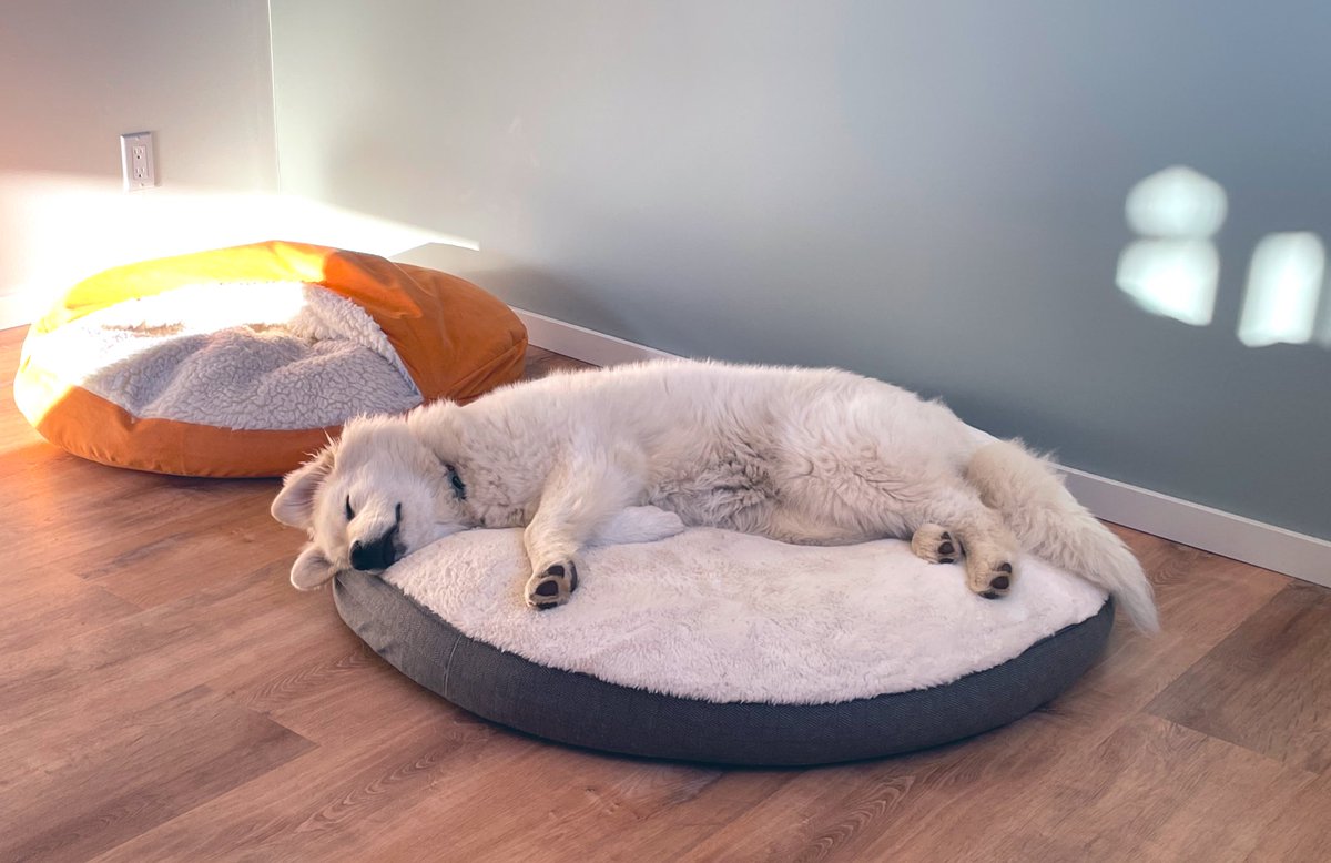 GoodDayShaMae's tweet photo. I dont get outta bed for less than 100 MegaBones 🦴

#gooddayShaMae #DogsofTwittter #sheepdog more like #sleepdog https://t.co/nWGEiZ81rQ