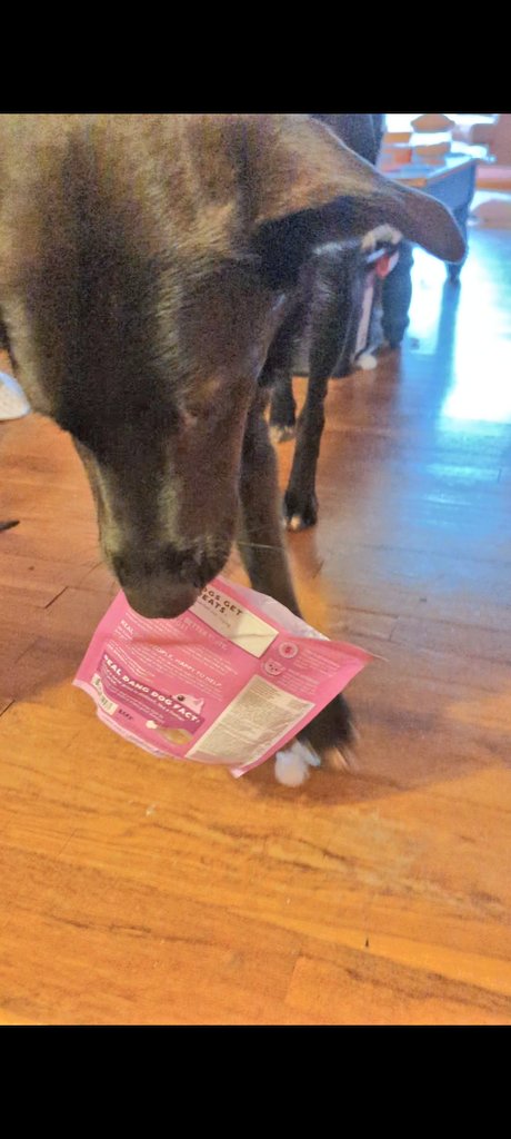 4/18/2023: Hiccup has been v busy, but is back with some good finds for you. 

#dogsoftwitter #RescueDogs #tuesdayvibe #tuesdaymotivations