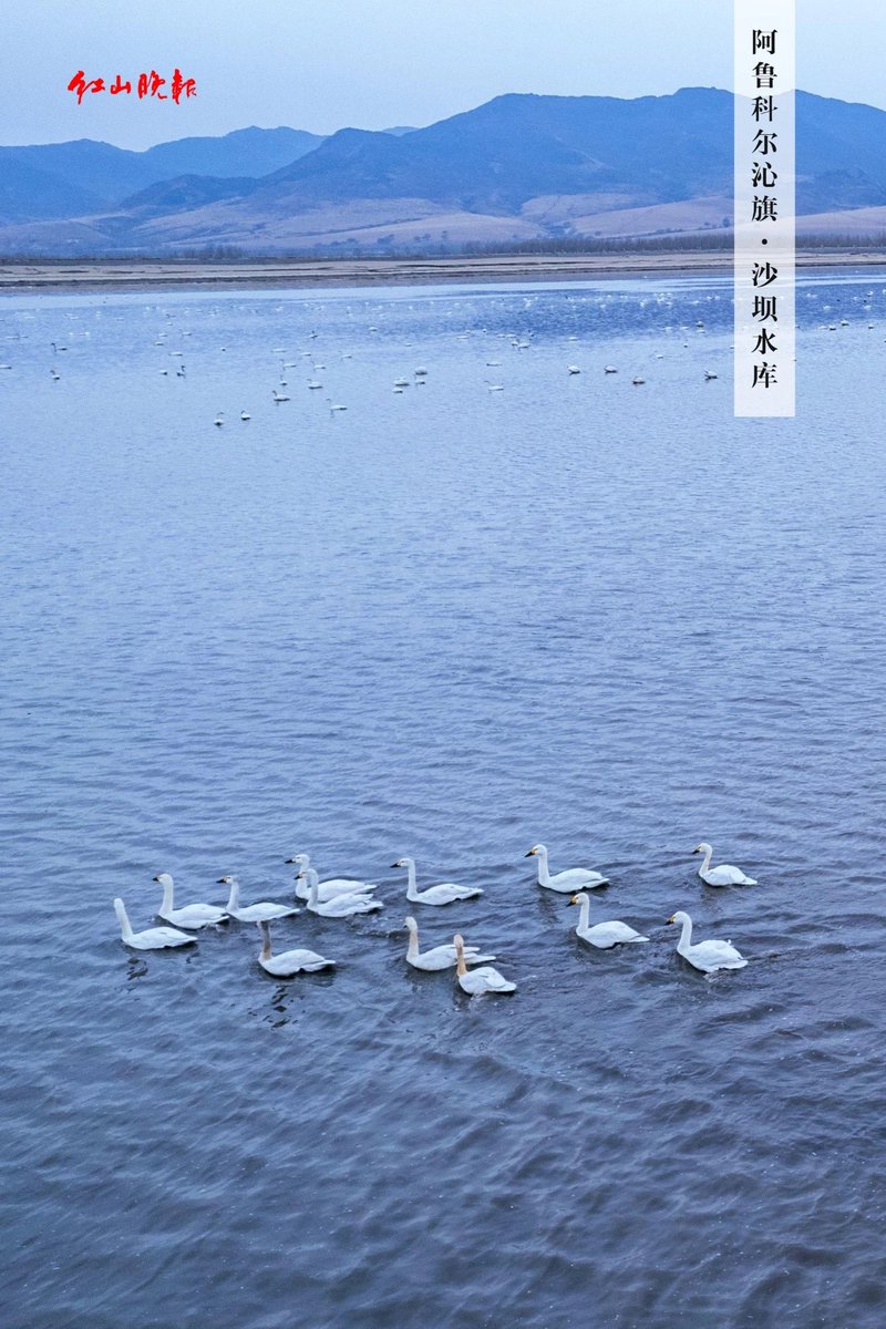 天青色等烟雨，而我在等你……近日，大批迁徙的候鸟在赤峰阿鲁科尔沁旗沙坝水库停歇觅食。#春天里的中国 #春天里的内蒙古