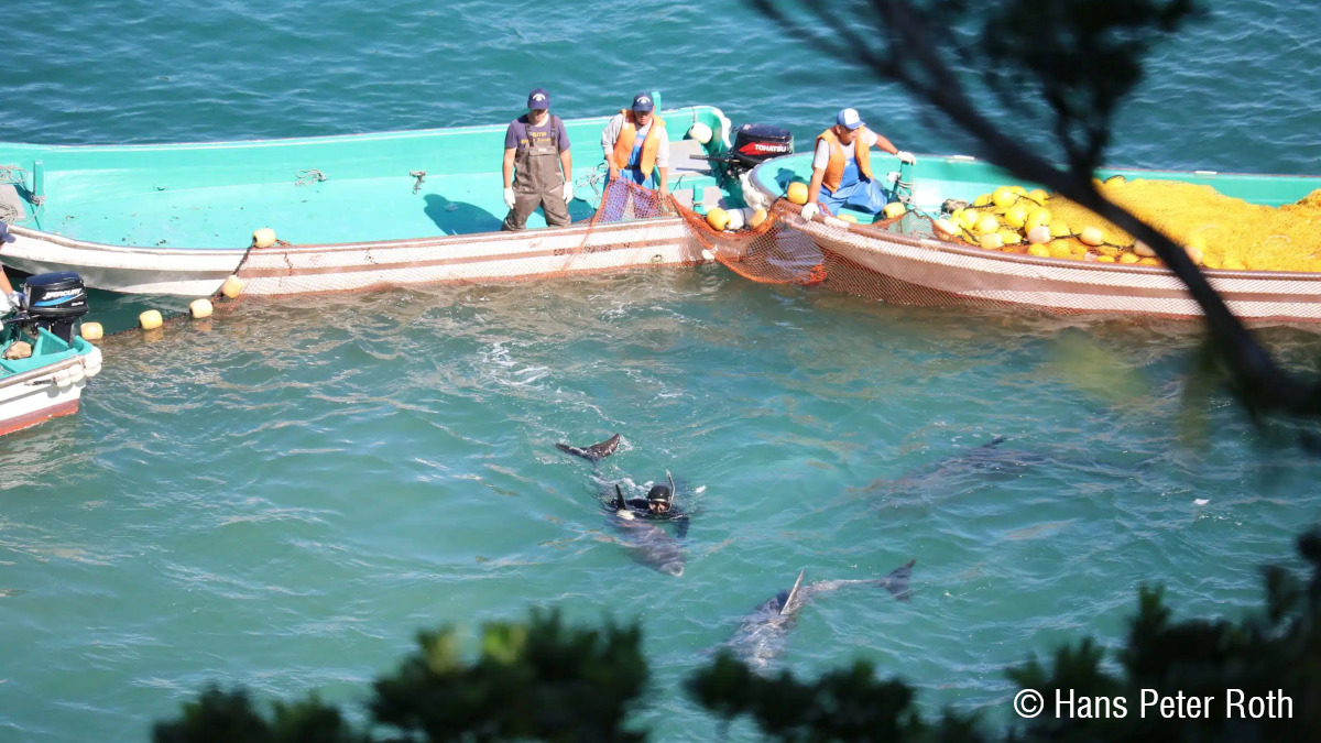 whalesorg_de's tweet photo. .@Act_4Dolphins hat eine Beschwerde gegen @Yahoo_JAPAN_PR für den Verkauf von giftigem #Delfin-#Fleisch eingereicht und #Strafanzeige gegen den Händler Joreimaru Specialty Store erhoben. 💪 #StopTheToxicSale

Mehr dazu in unserer News 👇
https://t.co/emlSOvynn3 https://t.co/ZvJ8XDK6Ku