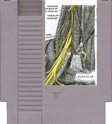 retrogamercool's tweet photo. Ah, "Plexus Brachial" sur NES, ce joyau méconnu des années 80... Un gameplay nerveux basé sur la maîtrise du cou et des bras, une innovation en avance sur son temps! Seuls les vrais gamers élitistes connaissent cette pépite. #RetroGaming #NES #PlexusBrachial #PasPourLesCasuals https://t.co/dVERS0aVS3