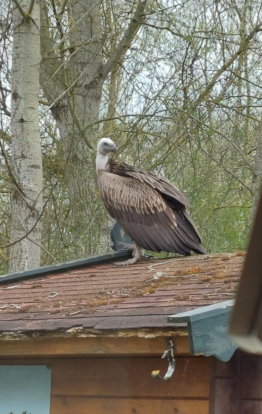 FuATeO4WAAAdeIt?format=jpg&name=large