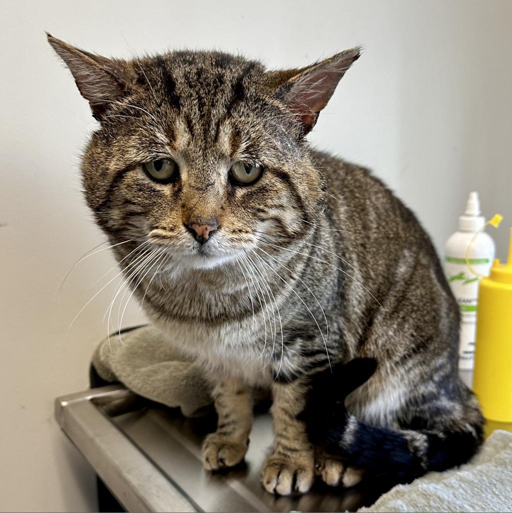 mrfishtopher's tweet photo. CLEVELAND, OHIO! Waffles is a sweet FIV youngster whos looking for a home! https://t.co/maBvtvRc2J https://t.co/vZMQkTs7R6