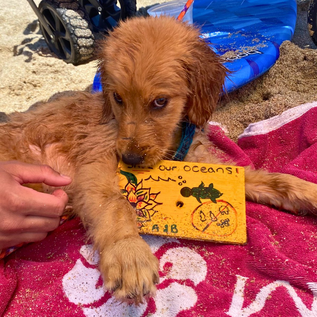 ANGARIocean's tweet photo. Love all the #LagoonDrift card reports coming in for our 9th #citizenscience experiment! Dana & her pup recovered this card that had been decorated by @EaglesLandingMS students, deployed at the C-51 Canal & exited the #LakeWorthLagoon via the #BoyntonInlet before washing ashore. https://t.co/iBlBBTo0Ji