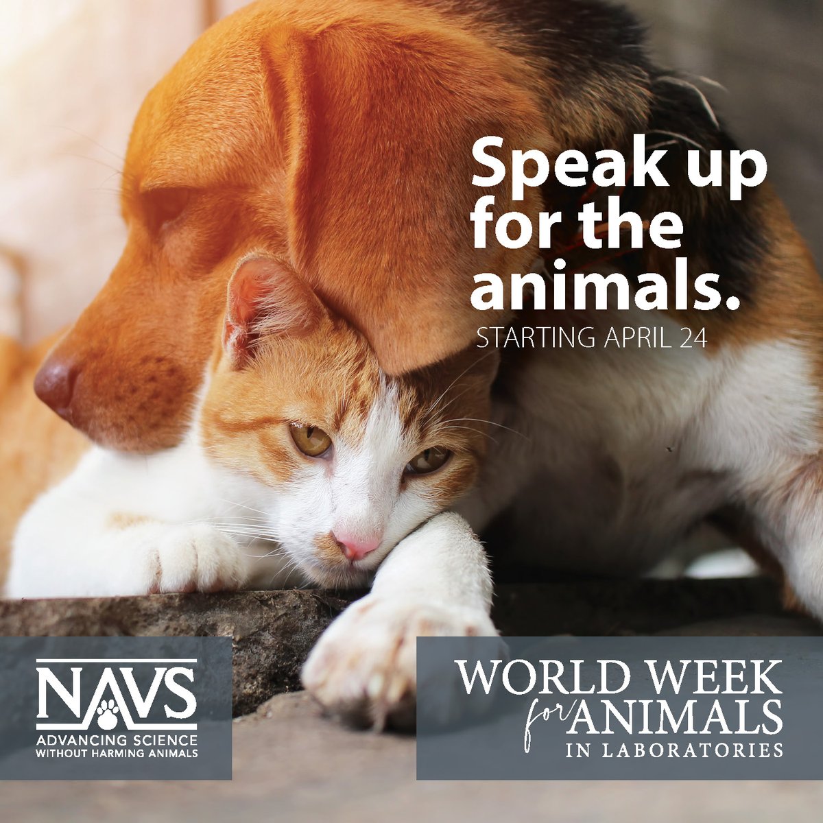 NAVS_US's tweet photo. The animals are counting on your support! Your gift to NAVS makes all the difference. Help us reach our goal of $5,000 to get animals out of laboratories once and for all!
Make a donation: https://t.co/t0rPQ8zY2S
#NAVS #StopAnimalTesting #HumaneResearch https://t.co/8KXY8ffOjT