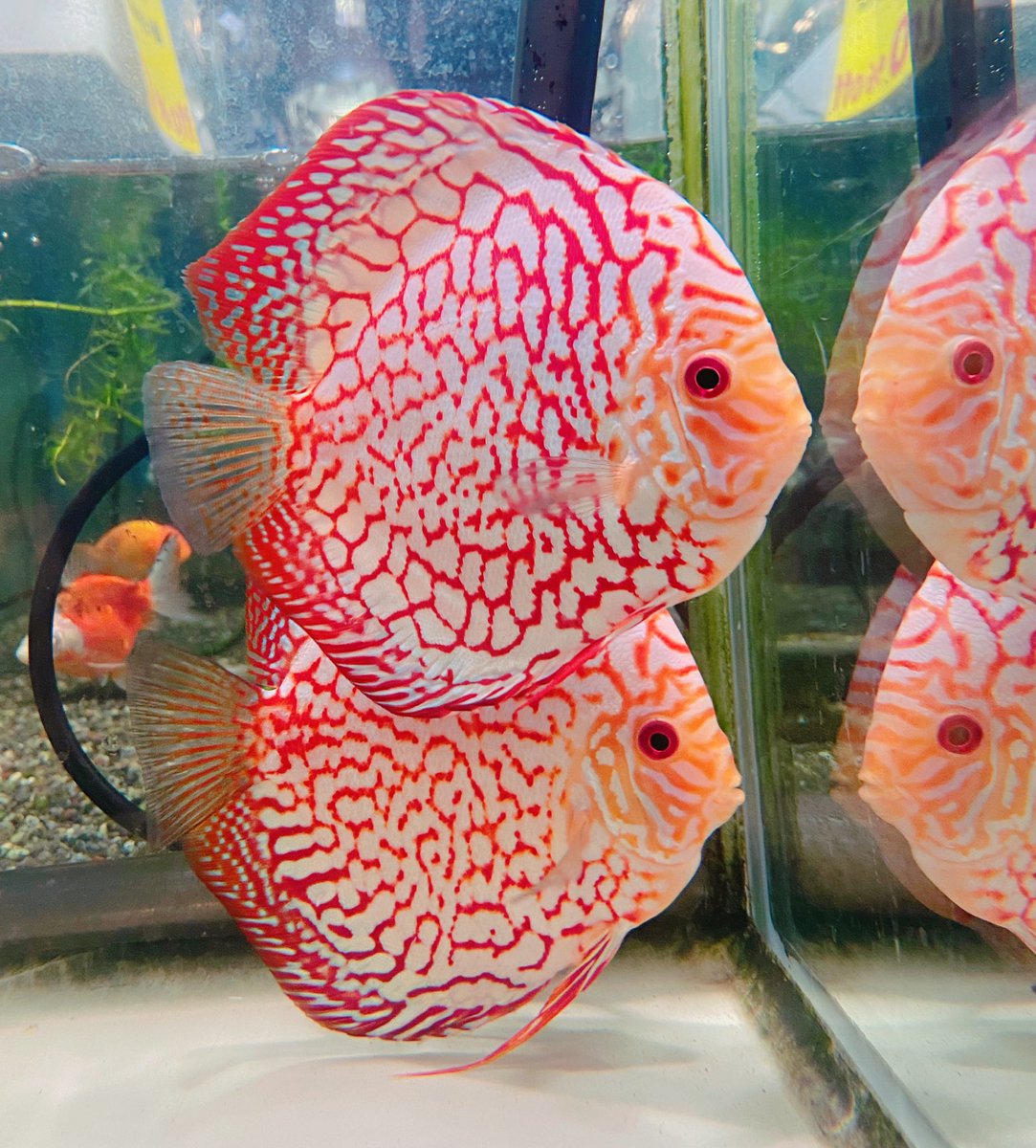 amigo_A40's tweet photo. 熱帯魚の王様👑ディスカス強化中🐠 𓈒𓏸
美しい〜〜🥺✨
ぜひ会いに来てくださいね( *´꒳`*)
#ディスカス #熱帯魚 #王様 #パールラフレシアディスカス #山口県 #周南市 #ペットショップ #アミーゴ https://t.co/Iv3rB8Y0Fh