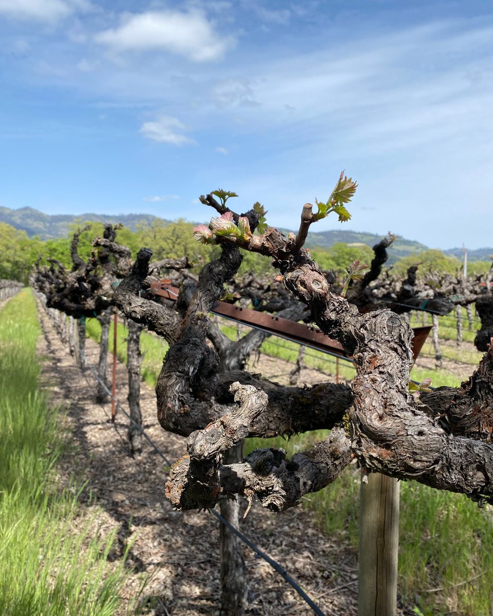 Bud break is happening all over the Napa Valley! How beautiful to see little specks of green throughout the vineyards when driving up and down the valley 🌱 Happy Spring! 

#budbreak #napavalley #vineyards #winegrapes #newgrowth #happyspring #agriculture