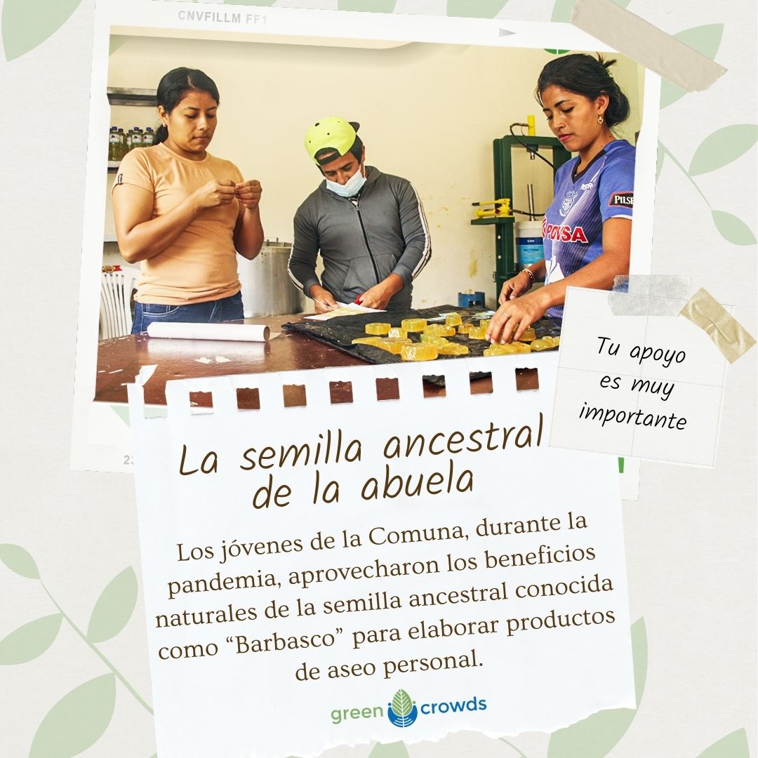 greencrowds's tweet photo. 💫En Agua Blanca, existe una semilla milenaria que puede ayudar a toda una comunidad. La semilla de barbasco conocida como “La semilla de la abuela”, para la elaboración de detergente y shampoo natural.

👉🏼Ingresa en: https://t.co/oiKhVBDqml 

@PPDEcuador @ciespal https://t.co/9EnQGBwAWi