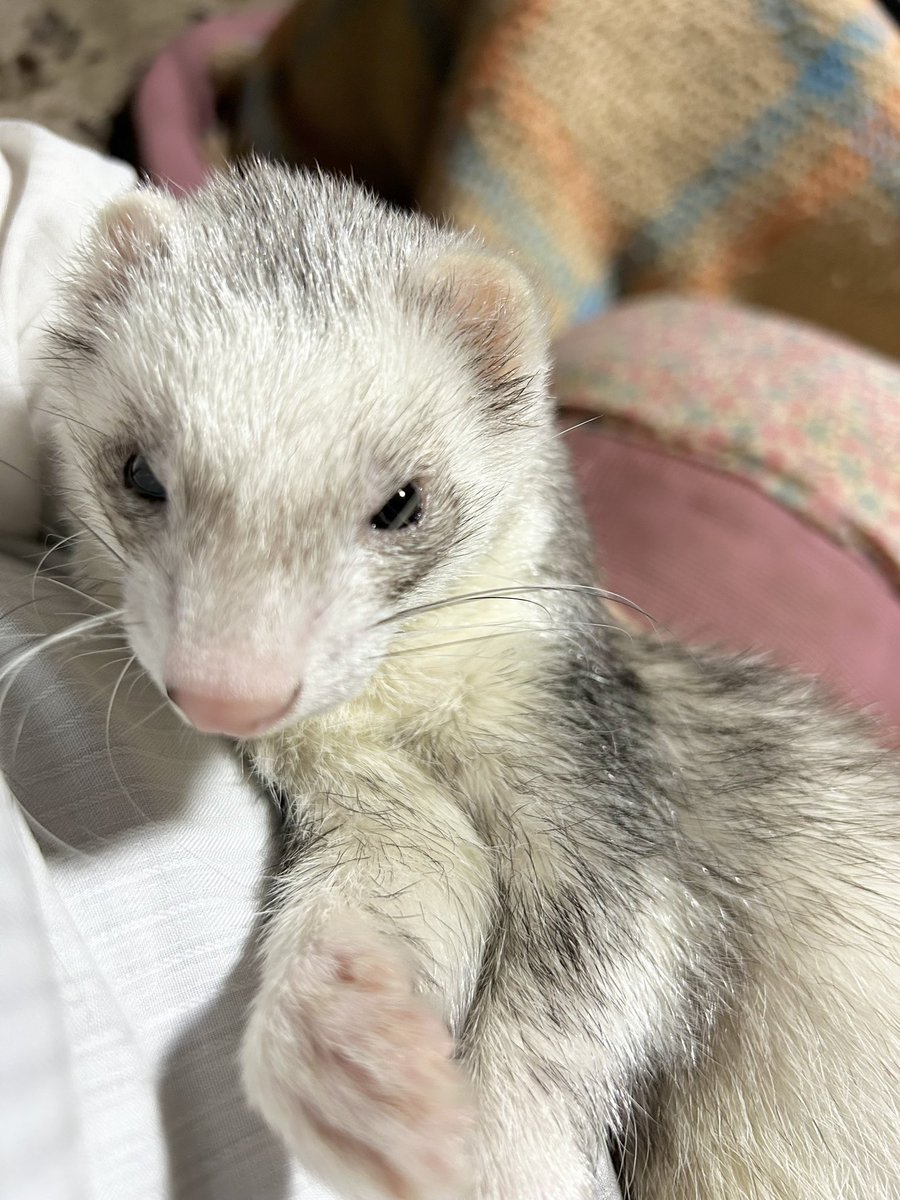 フェレットが長いことトレンド入りしてるの嬉しい
このタグ見ると最高に可愛い子たちみれるから幸せになれる

 #フェレット https://t.co/lWiOj9TdSS