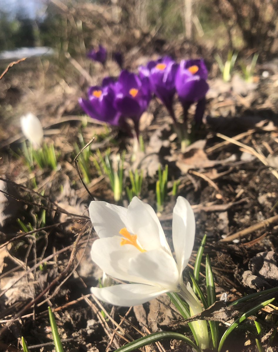 Puhtaanvalkoinen ’Jeanne D’Arc’ liittyy joukkoon. Nähtävästi kasvaa mieleisellä paikalla, kun vaikuttaa lisääntyneen viime vuodesta. #crocus #kevät