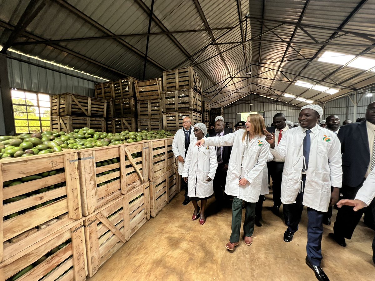 SuedKenya's tweet photo. @JaneMarriottUK and @SimbaArati launch a 70 tonne 🥑 oil processing plant in Kisii. The facility will utilize 🥑 that are locally sourced to produce oil for the export market.

The investment project is a partnership between @UKinKenya, @KisiiCountyGov and Avofresh. https://t.co/iYQ1s8opRA