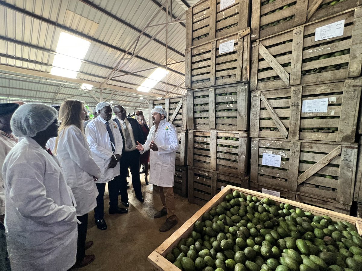 SuedKenya's tweet photo. @JaneMarriottUK and @SimbaArati launch a 70 tonne 🥑 oil processing plant in Kisii. The facility will utilize 🥑 that are locally sourced to produce oil for the export market.

The investment project is a partnership between @UKinKenya, @KisiiCountyGov and Avofresh. https://t.co/iYQ1s8opRA