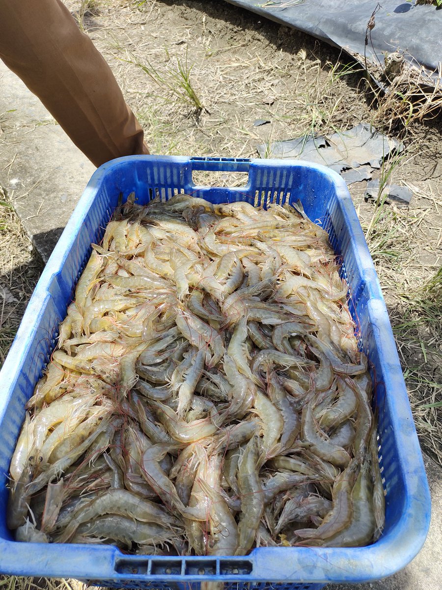 Fridudin tweet media