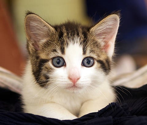 Oakville Humane tweet media