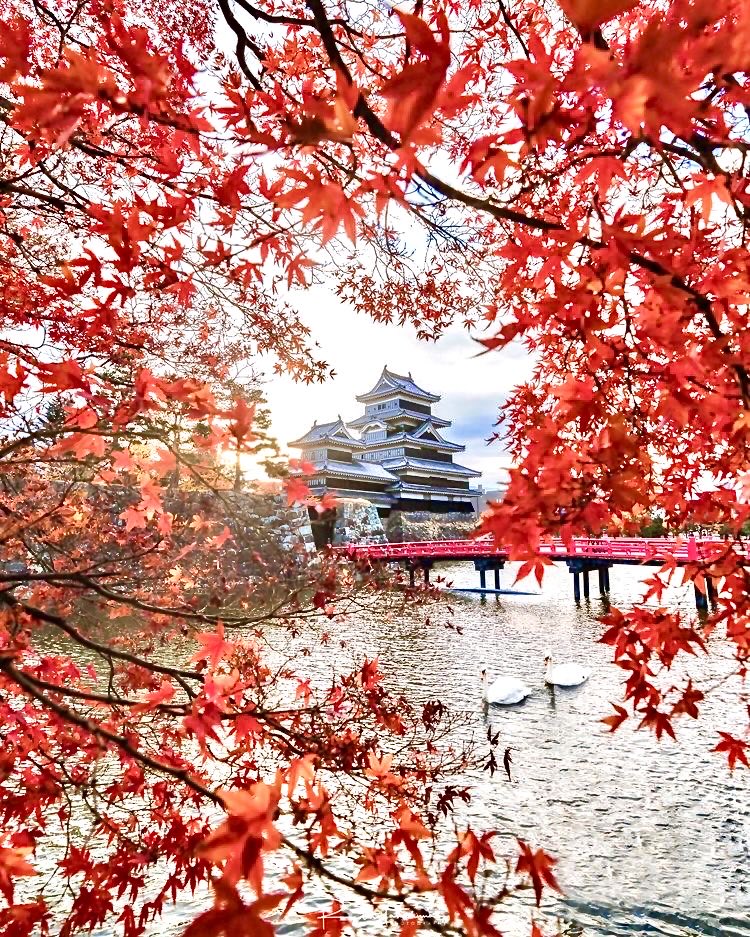 YuriaYoshimiya's tweet photo. 『秋の松本城』松本市 長野県 日本🇯🇵🗾🌉🏯🍁🍂🍁🦢🦢💧💦 https://t.co/OdkkyunA02