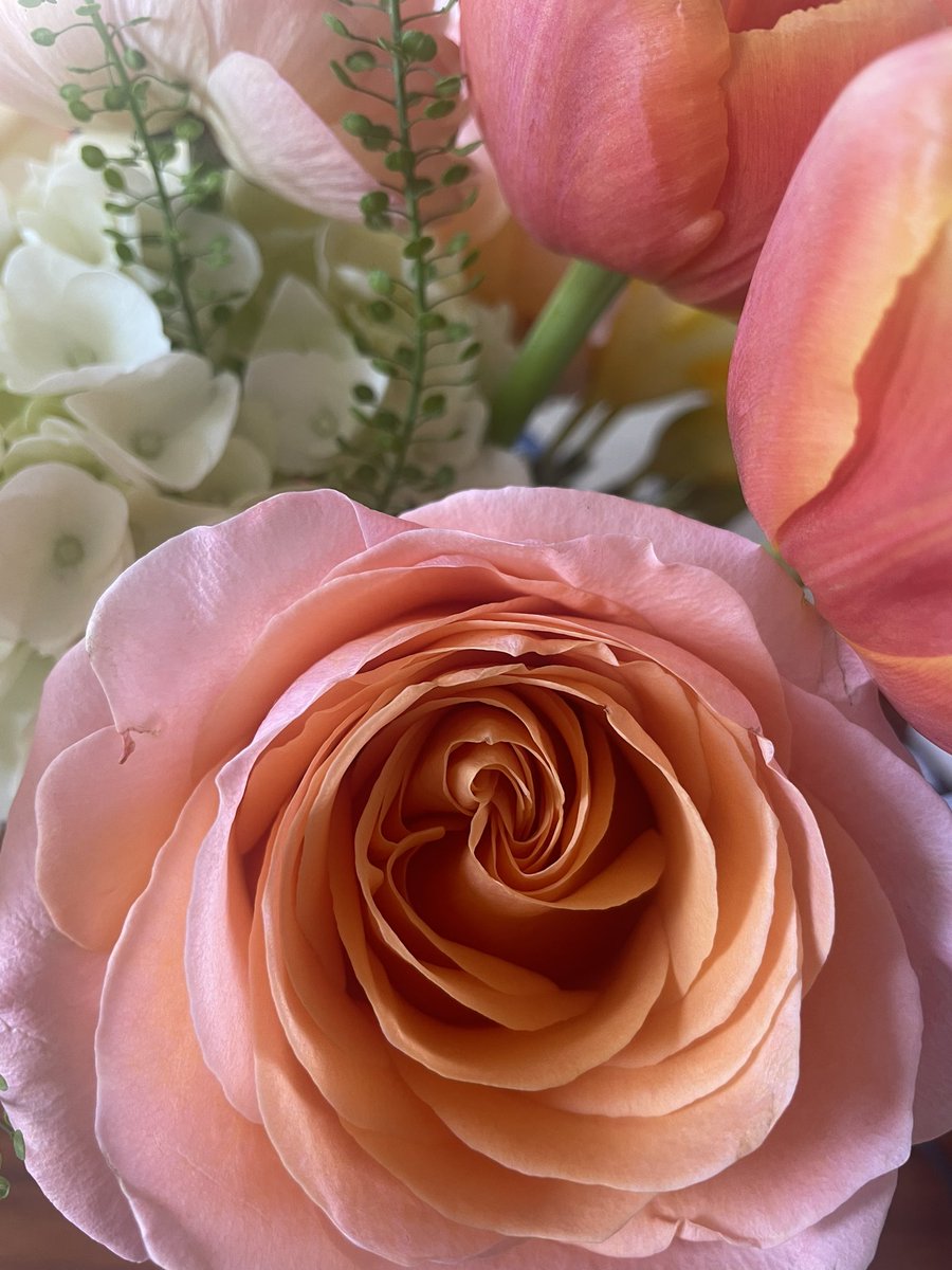 The prettiest bloom to brighten up a gloomy day. 🌸

Flowers from Grace Jasmin in #OakwoodVillage