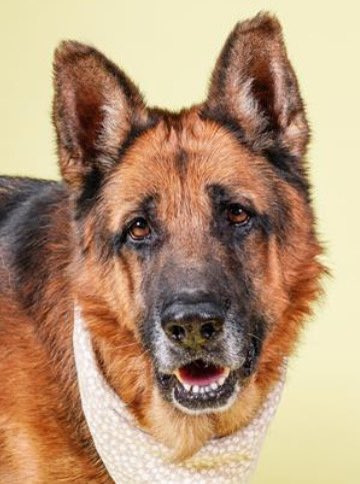 Good morning from 🐶💙Lex (A2053788) our Tuesday #petoftheweek  who's a neutered, super senior at 9 years young and 92 lbs. He's very affectionate, enjoys going on car rides, and walks well on a leash. He's <a href="/LACityPets/">LA Animal Services</a> East Valley Animal Services Center.