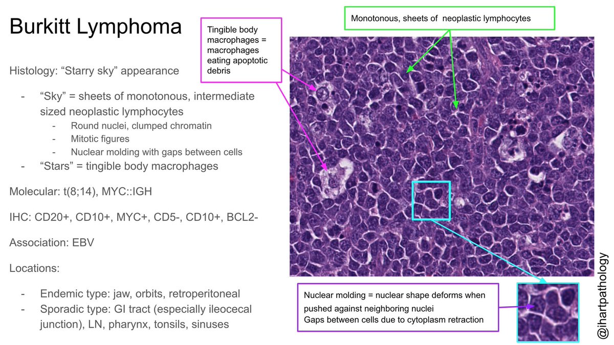 Stephanie Hart, MD (@ihartpathology) on Twitter photo 