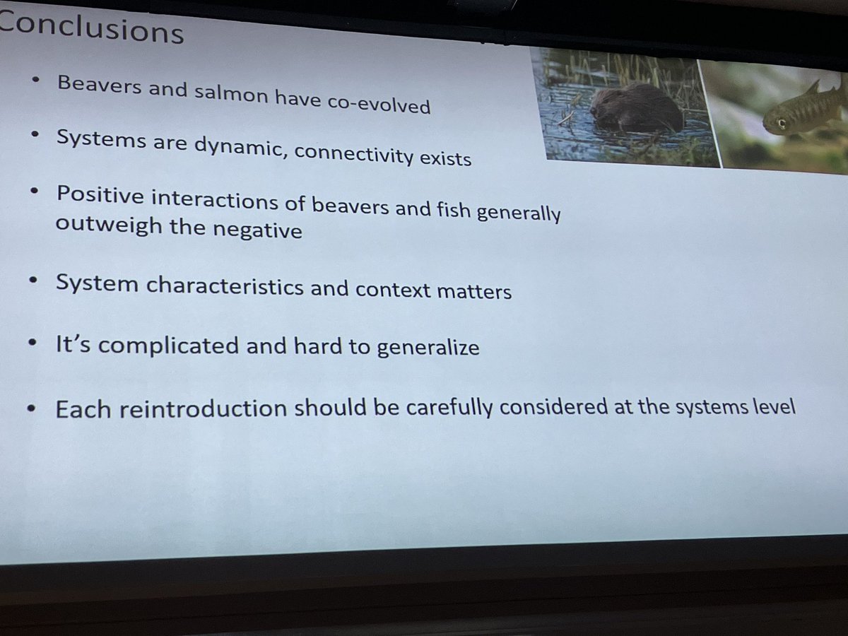 Honoured to present the opening keynote at #beaverconference23. Much wisdom shared at this important meeting on the benefits of having these animals back in the landscape, including for Nature recovery. Risks need to be managed but upsides outweigh negatives, including for fish.