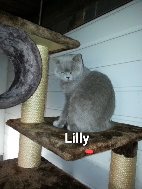 Nieuwe aanmelding: Lilly
Geslacht: Poes
Leeftijd: 9 jaar
Locatie: Nuenen, Noord-Brabant (NL)

Link: herplaatsing-huisdieren.nl/huisdier_bekij…