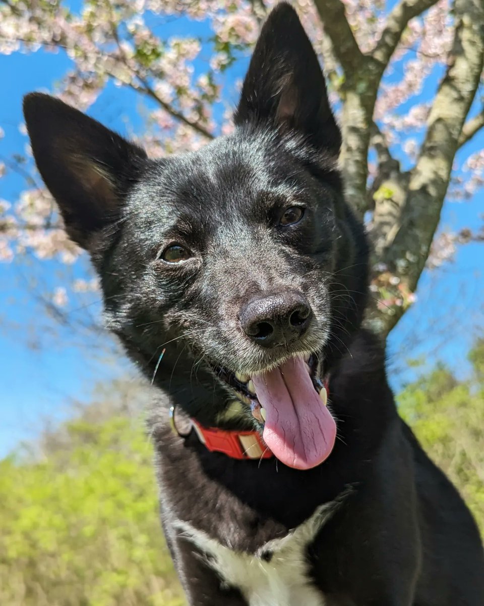 Heckin loving the 🌸🌸🌸

#tuesdayvibe #tuesdaymotivations #dogsoftwitter #spring #cherryblossoms