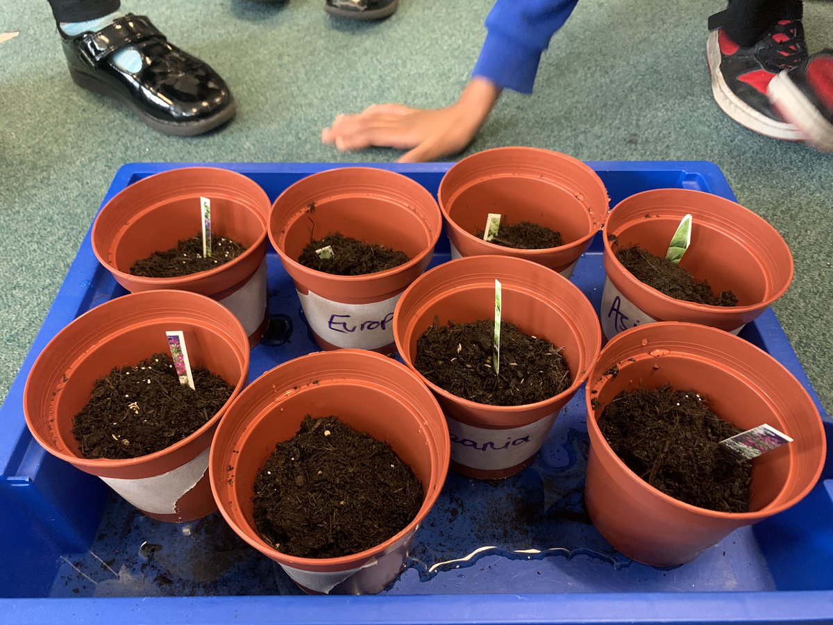 Sycamore Tree Class tweet media