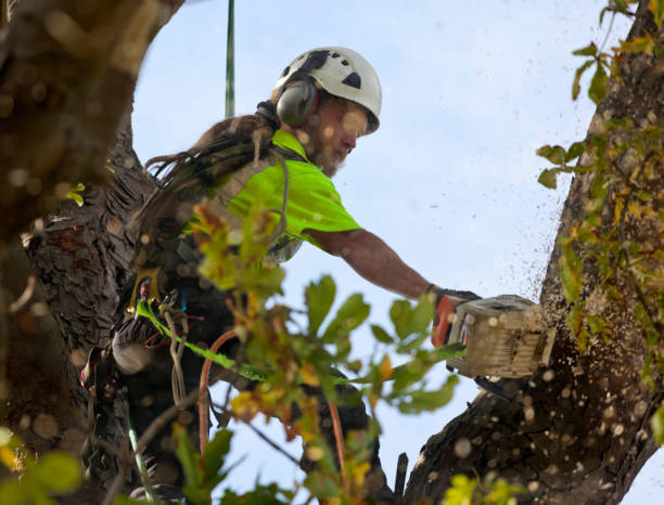 highrise_tree's tweet image. We offer professional tree services and maintenance for residential and commercial properties. Schedule a free estimate by calling (970) 878-7788 or clicking the link below. highrisetree.com/contact