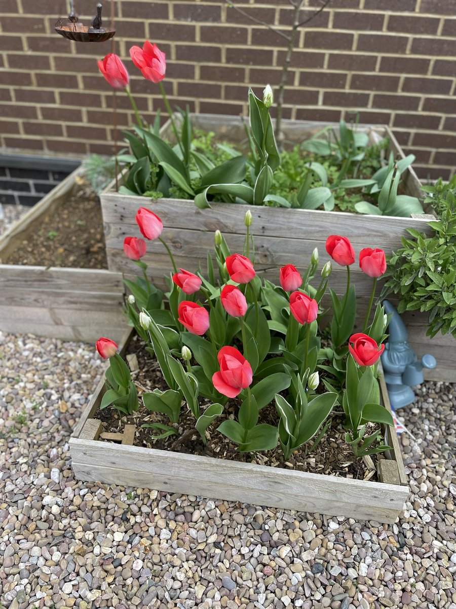 Huxlow_DT's tweet photo. @huxlow spring flowers and herbs coming through in our courtyard this week https://t.co/DD4tftGPIC
