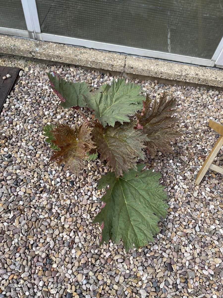 Huxlow_DT's tweet photo. @huxlow spring flowers and herbs coming through in our courtyard this week https://t.co/DD4tftGPIC