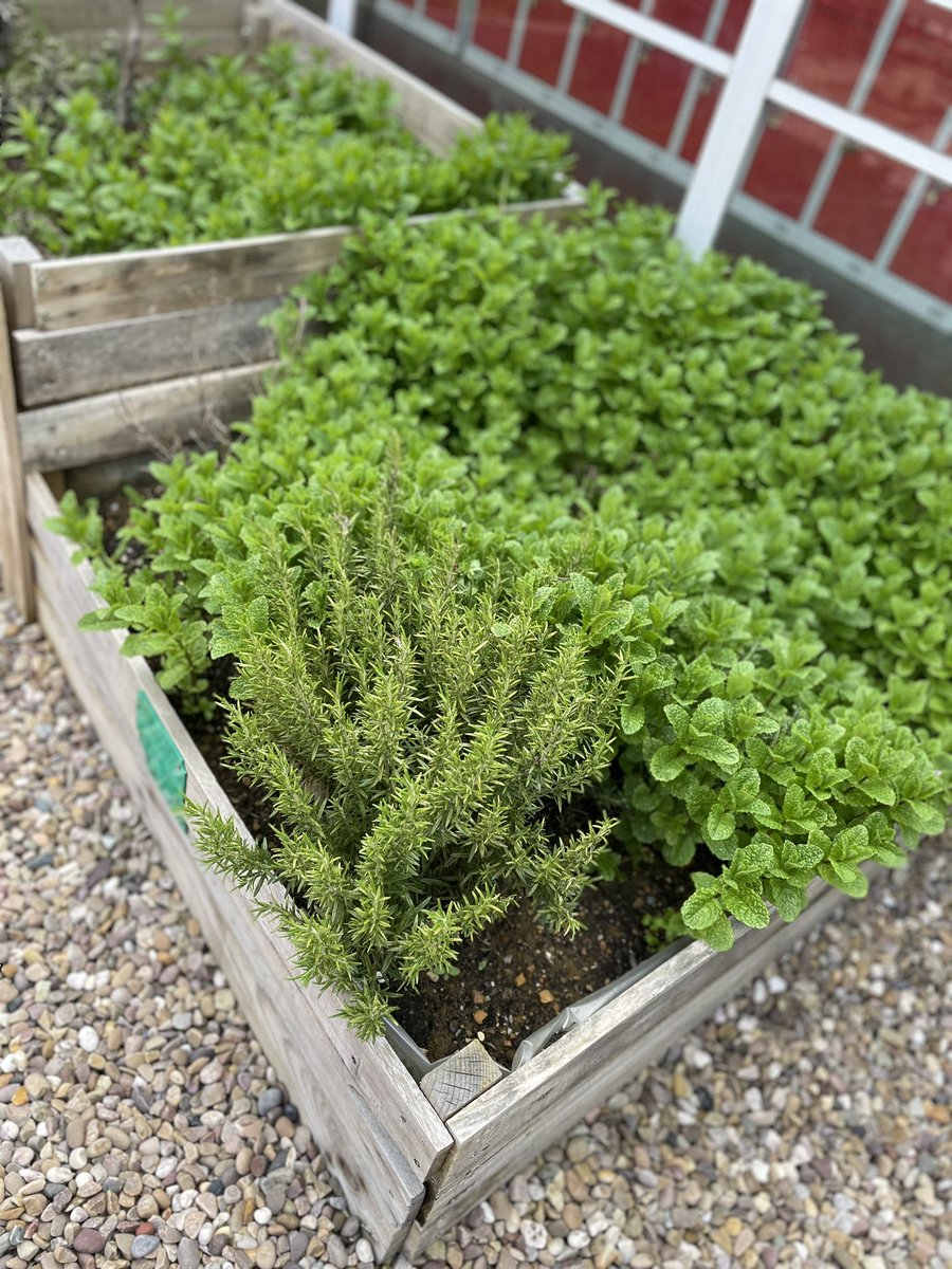 Huxlow_DT's tweet photo. @huxlow spring flowers and herbs coming through in our courtyard this week https://t.co/DD4tftGPIC