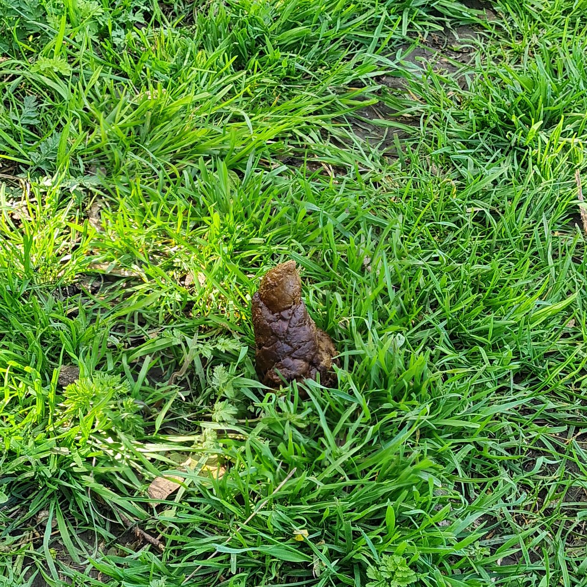 A standy up poo 💩 impressive! #Dennisthedog