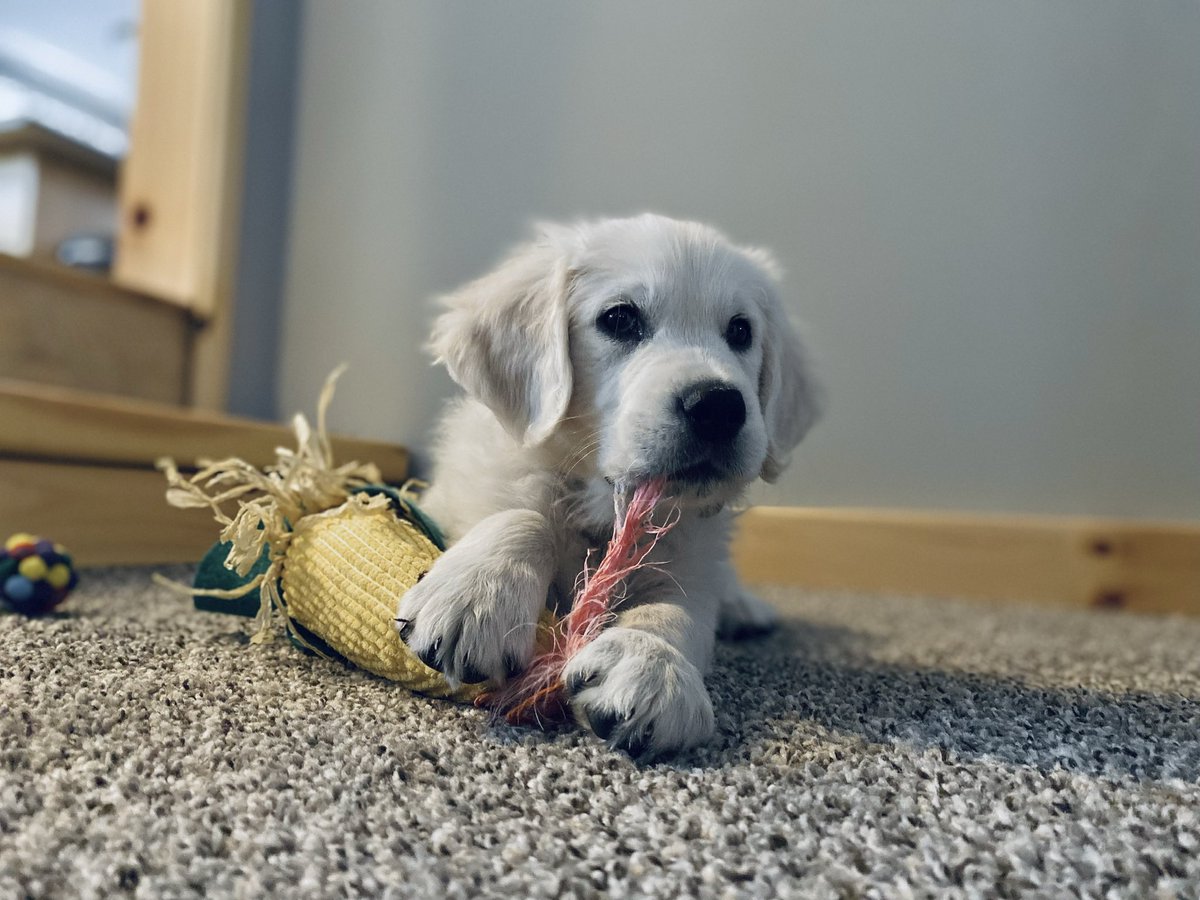 VascoCat's tweet photo. Bennett loves his toys so much 

#puppy #puppies #goldenretrievers #BabyDoge https://t.co/slARAImCew