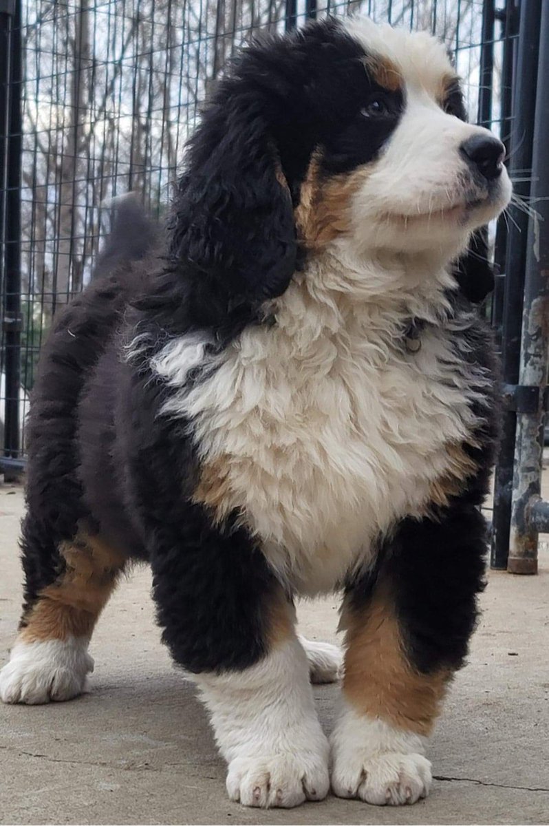 _awwnimals's tweet photo. My Bernese puppy trying to look regal (OC) #aww https://t.co/QV6zWzIzkP