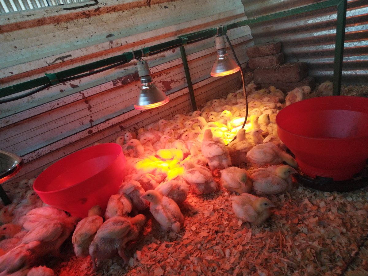 GirlMpuse's tweet photo. I'm so ready for winter, sometimes like any other business it's tough but we push through. 💪🏿
#FarmLife #InMyOffice #kgohotsaMpuse https://t.co/QFBuiAICCB