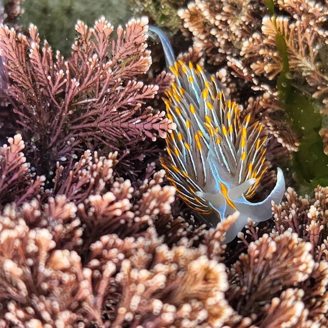 ThePeoplesCoast's tweet photo. The tide pools are alive and beautiful! Be sure to explore safely and carefully, stay on marked trails, and never pull or pry an animal from a rock. This Horned Nudibranch thanks you! 📸: scientificmeth0d via Instagram #ThePeoplesCoast https://t.co/2Th6Wq79vZ