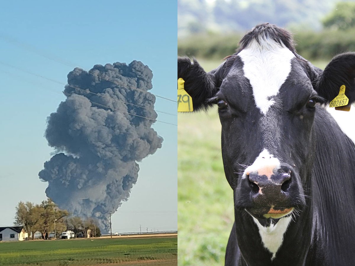 ⓋWillowⓋ on Twitter "RT AnimalDefenders 18,000 COWS BURNED TO DEATH