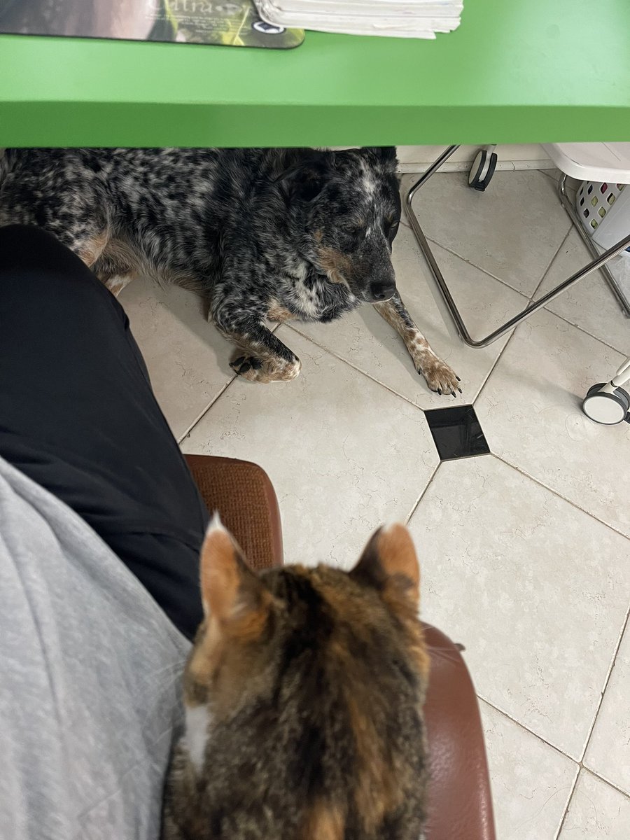 amfie5's tweet photo. Working from home the last two days and my coworkers really don’t respect personal space. https://t.co/W3c9geTcjE