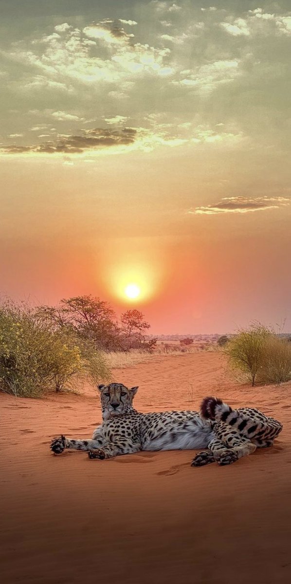ScribeFlash's tweet photo. ☀️🐆 https://t.co/SGgk381qNv