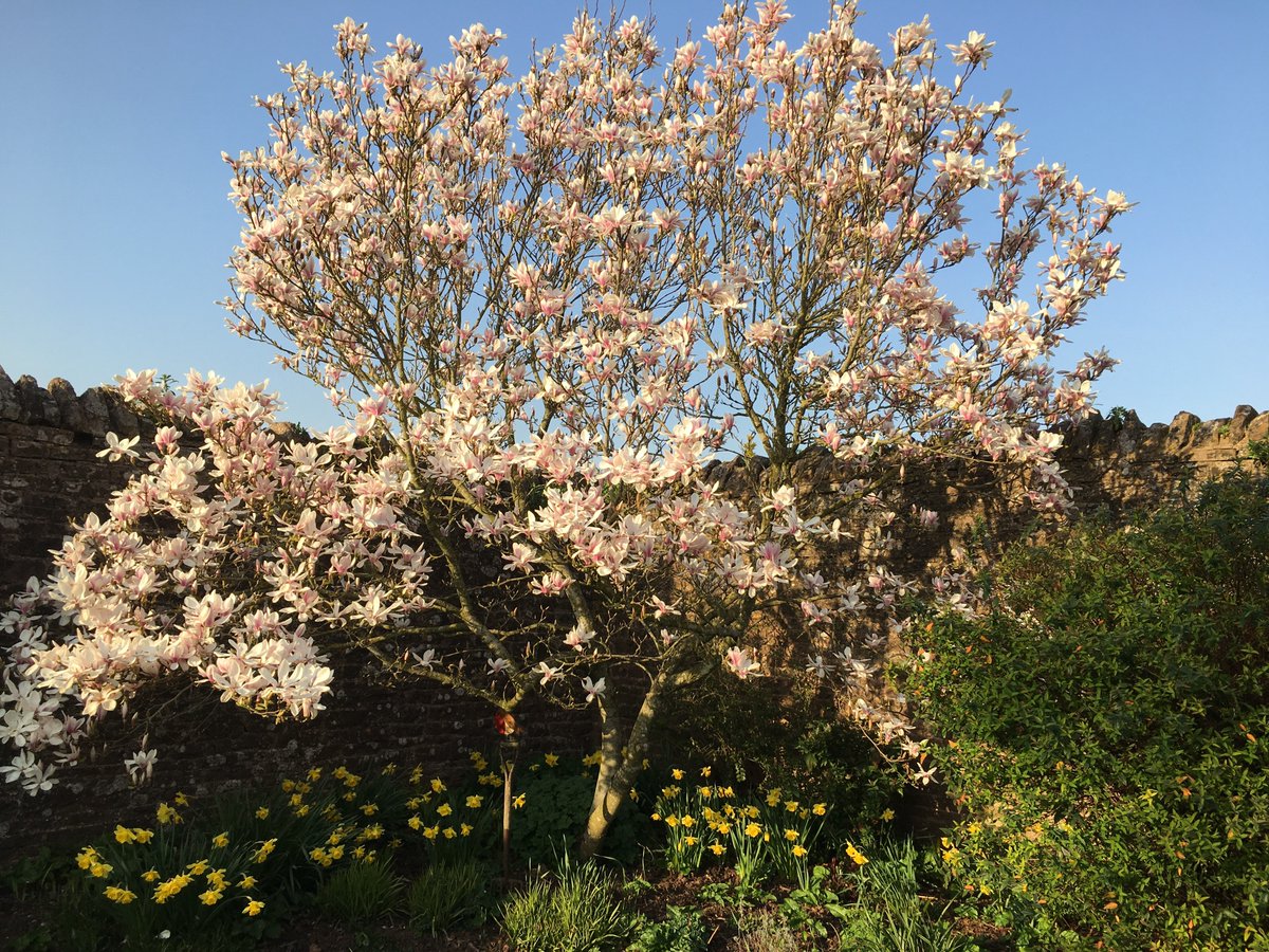 Great time of the year for walking in the Forest of Dean. Nothing quite like fresh buds and vibrant greens all around. Our magnolia is not look too bad either #WyeValley #VisitRossonWye #StaycationUK #CountryCottage