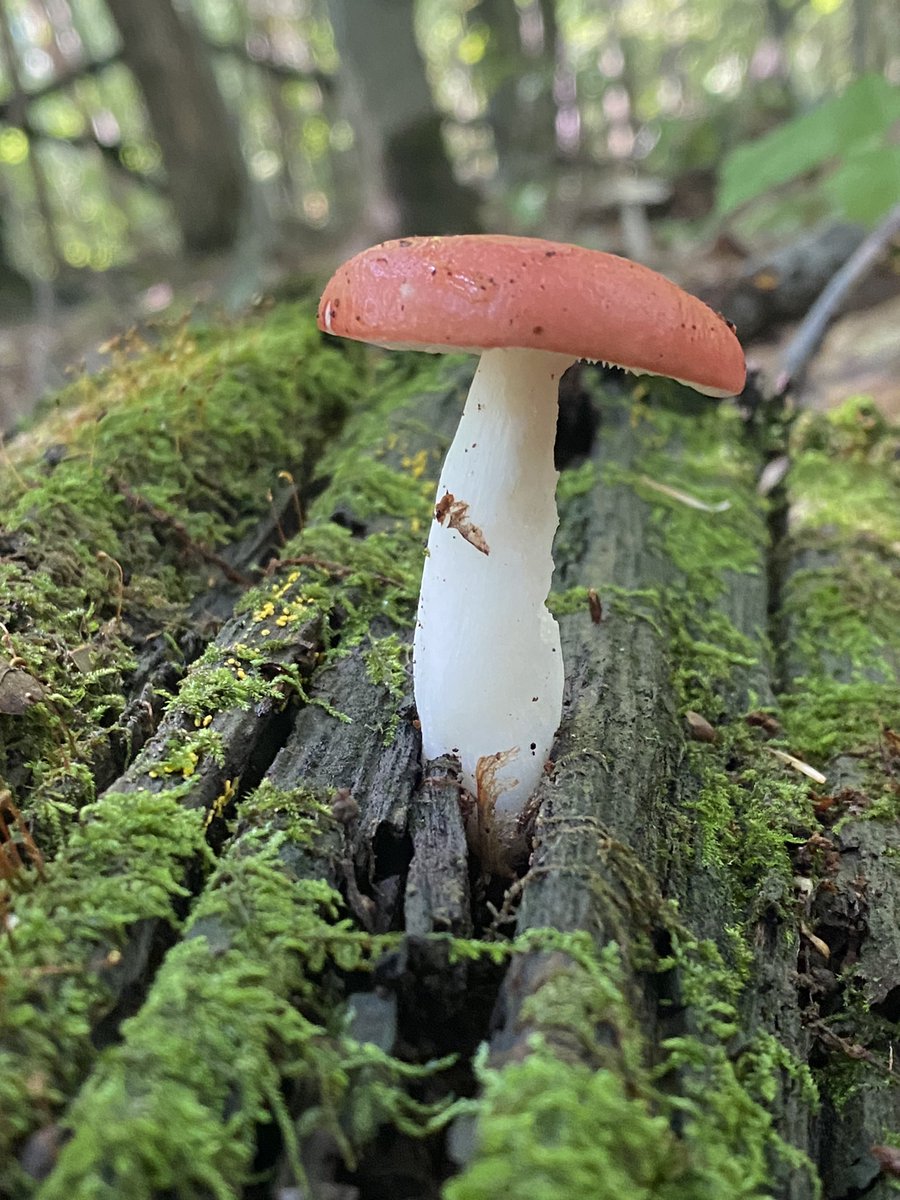 mycelialweb's tweet photo. Gm 🍄

Little Teacher 21 and the real world Russula mushroom! 

Russula are classified as an ectomycorrhizal fungal genus meaning they have a symbiotic relationship with trees. This specimen was found growing out of a fallen log nowhere near the ground. Very perplexing… 🪵🌲 https://t.co/k62sHW8RUY