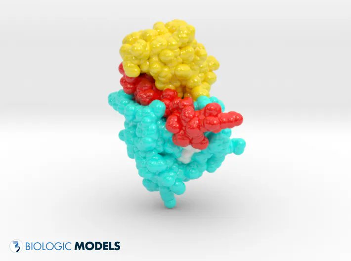 BiologicModels's tweet photo. Out of the printer and off for delivery to Japan. This is Staphylococcus aureus FtsZ 12-316, a protein involved in bacterial cell division. If you have a protein dataset you'd like 3D printed, send @caseysteffen a #3Dprint request https://t.co/aqA9fFXxVX https://t.co/xrgS6M63ws