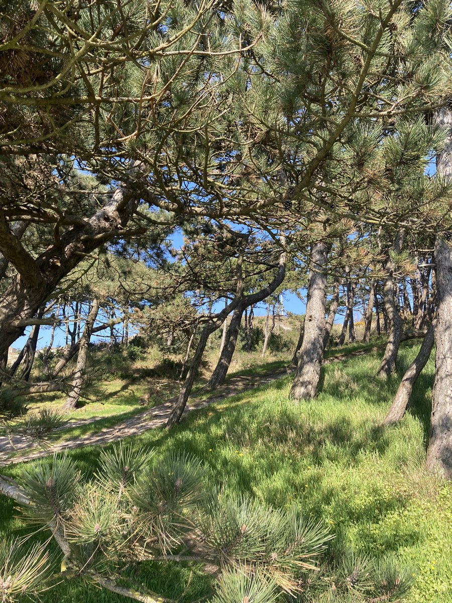 PatrickVeltman's tweet photo. Terug naar Terschelling 🏝️ ☀️ 🍻 https://t.co/34rYwslZt8