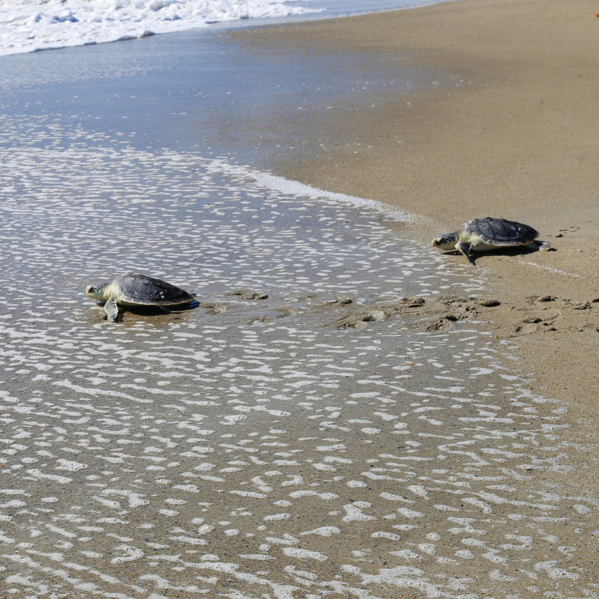 NCAquariumFF's tweet photo. #ConservationTuesday
It's an exciting day when the sea turtles we rehabilitate get a clean bill of health and sprint back to the ocean. Kemp's ridleys are endangered throughout their range which includes the Gulf of Mexico and the U.S. eastern seaboard. https://t.co/X9IC3tMhpK https://t.co/DdzBJqTXiT