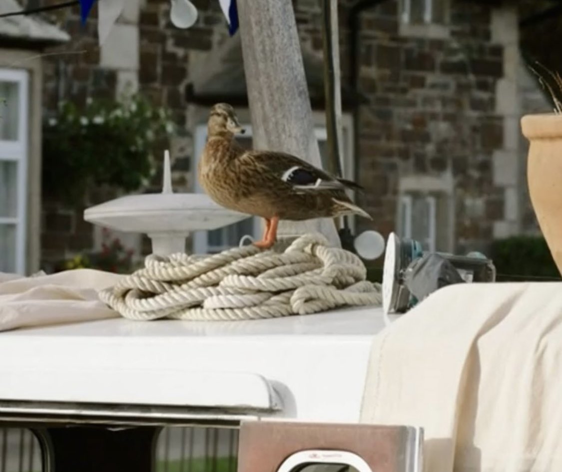 selwyntheduck's tweet photo. Hello!! Welcome to my twitter, quack quack quack #BeyondParadise 🦆 https://t.co/cJZ909xUf0