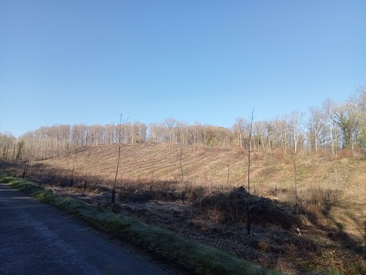 La fin des coupes rases ?
Même si c’est la mode pour les hommes chez le coiffeur, dans nos forêts c’est un saccage !
evreux-nature-environnement.org/v2/node/638 
#evreux #epn #foret
