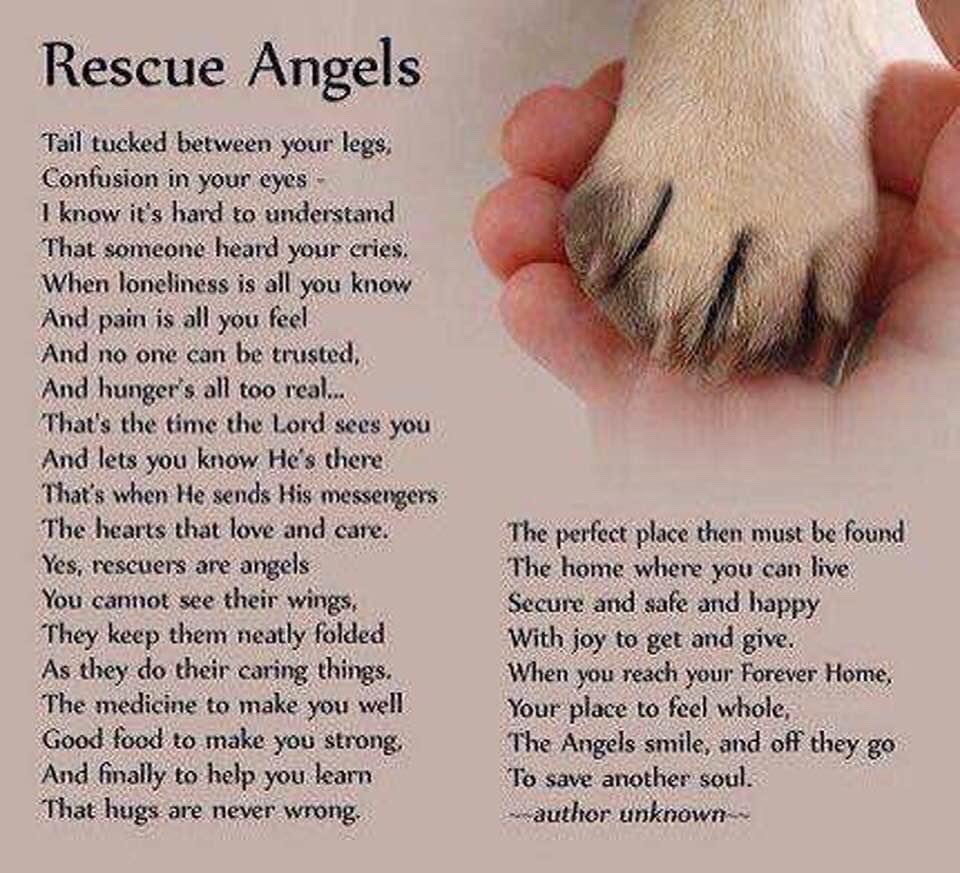 cvjonardi_j's tweet photo. I know this has been here before.  It is just so beautiful.  Dedicated to the Rescue Angel's.  You know who you are . Thank you.  You raise my spirits and remind me of all the good in this troubled 🌎 https://t.co/p2GG8CNgAR