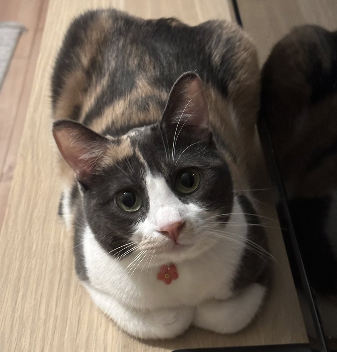 kyyrria's tweet photo. Kedilerinizin ELLERINI soyle yaptigi fotograflari istiyorum,,,,,aciill!! https://t.co/CuS0MmpHNj